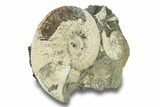 Jurassic Ammonite (Kosmoceras) Fossil - Gloucestershire, England #279554-1
